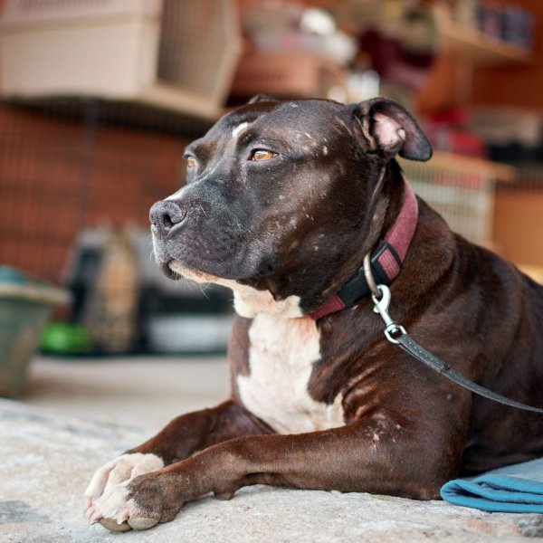 Certificado para animales potencialmente peligrosos en Menorca